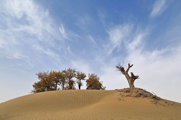 Low angle view of tree on desert against sky