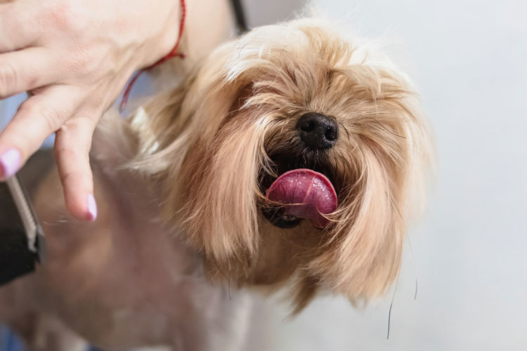 Yorkshire terrier dog gets nail cut hair grooming at salon and pet spa