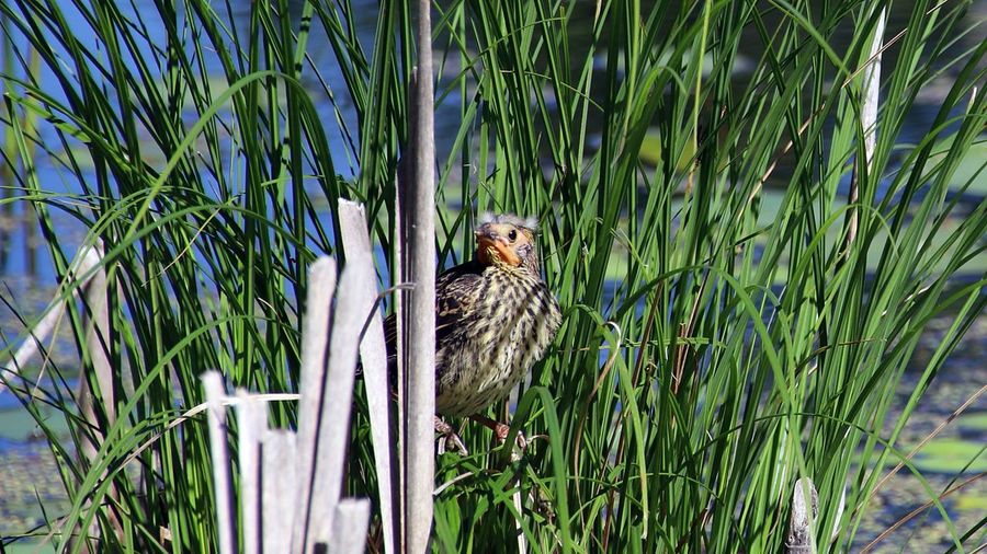 Portrait of bird perching on grass