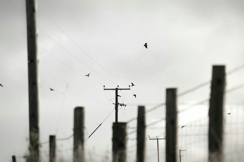 Birds flying by electricity pylon against sky