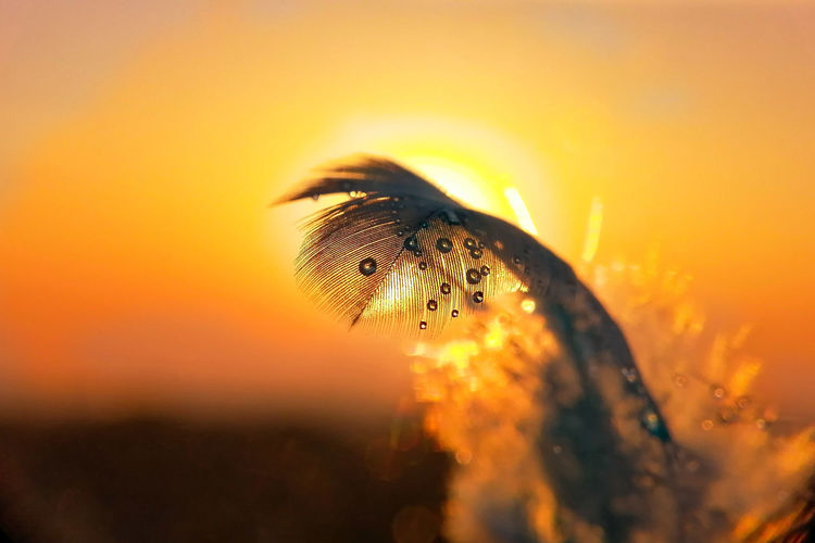 Close-up of wet feather against sky during sunset