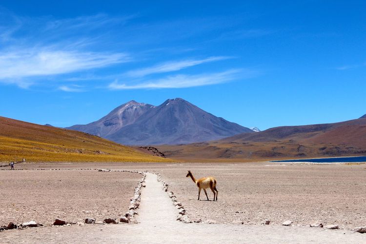 Horses on landscape against blue sky