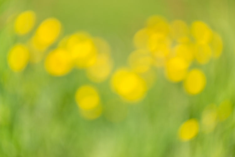 Defocused image of yellow flowering plants