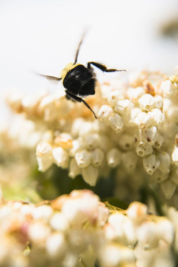 Common eastern bumblebee enjoying jacponicus blooms
