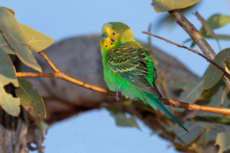 Low angle view of parrot perching on branch