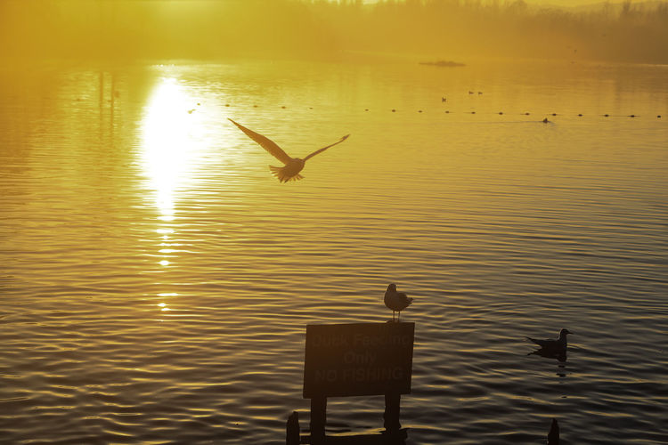 Birds in lake during sunset