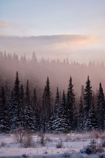 Trees on snow covered land against sky