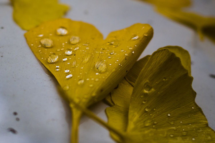 Close-up of wet yellow leaves on rainy day