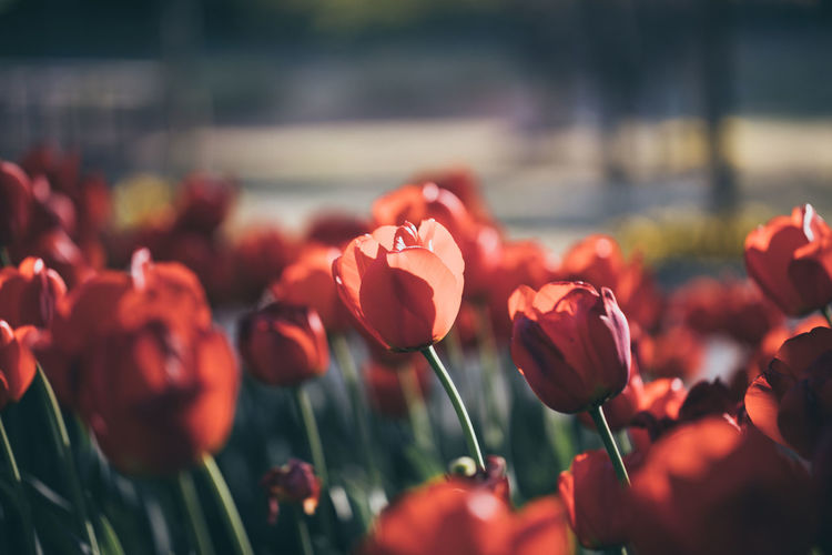 Close-up of red tulips blooming in sunlight