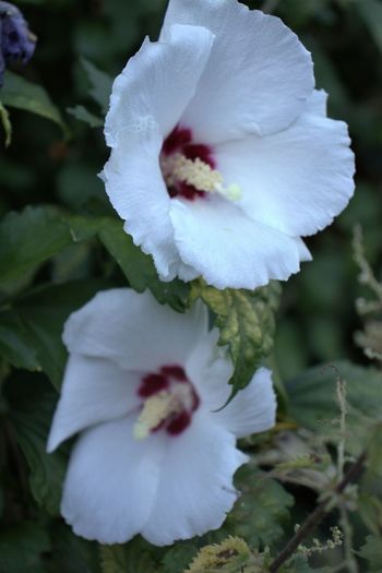Close-up of white flowering plant