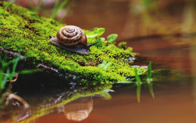 Close up of snail on mosses moving towards water
