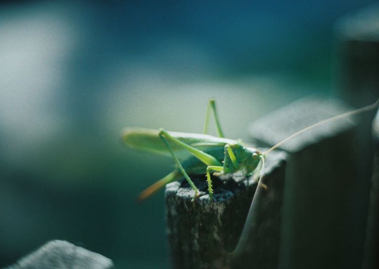 A grasshopper shot onto 35mm colour film, august 2020.