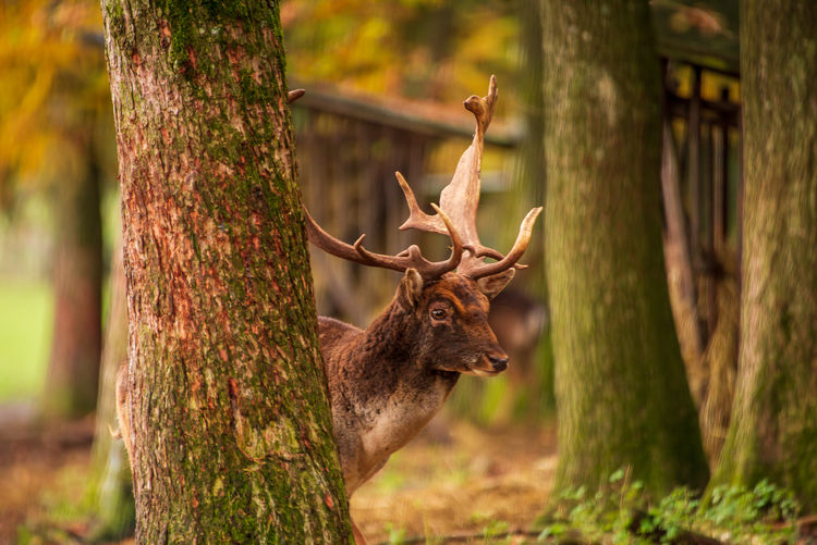View of deer on tree trunk