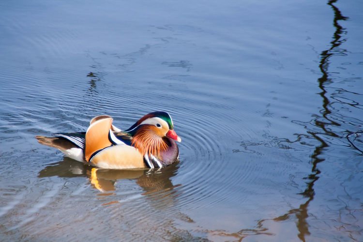Duck swimming in lake