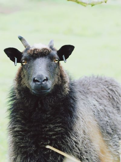 Portrait of a black sheep looking at camera 