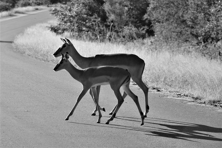 Two impala antelopes crossing the road at same time