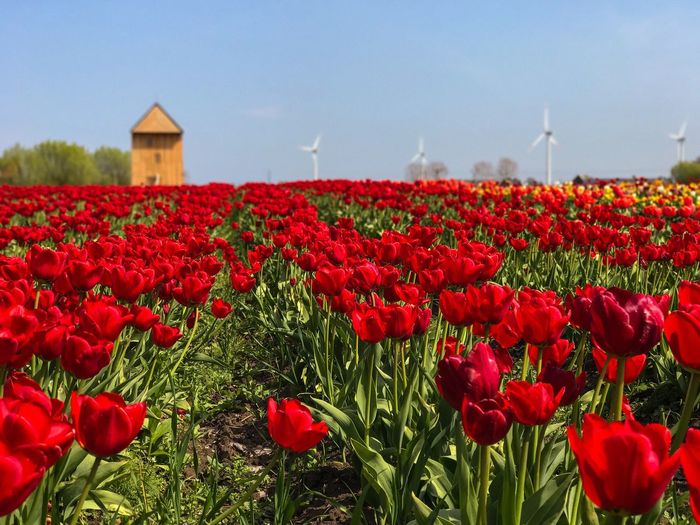 Close-up of red tulip field against sky