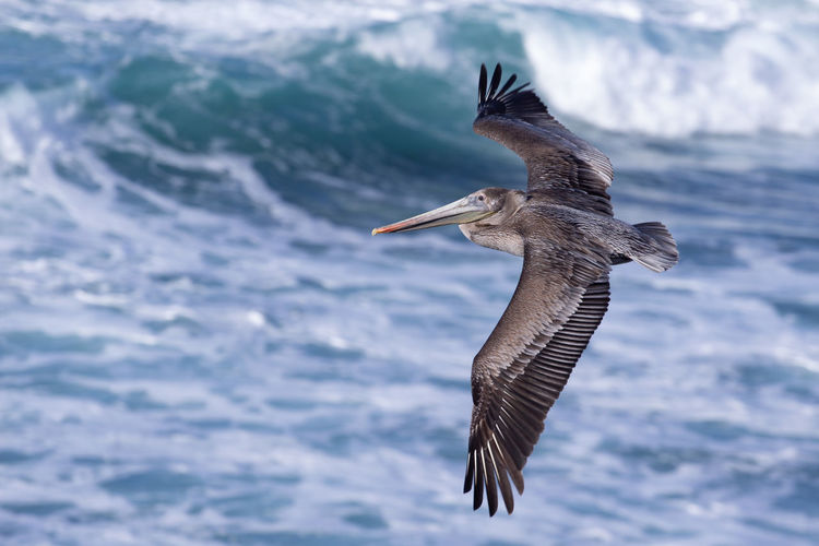 Bird flying over sea