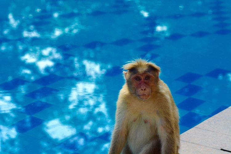 Portrait of monkey in swimming pool