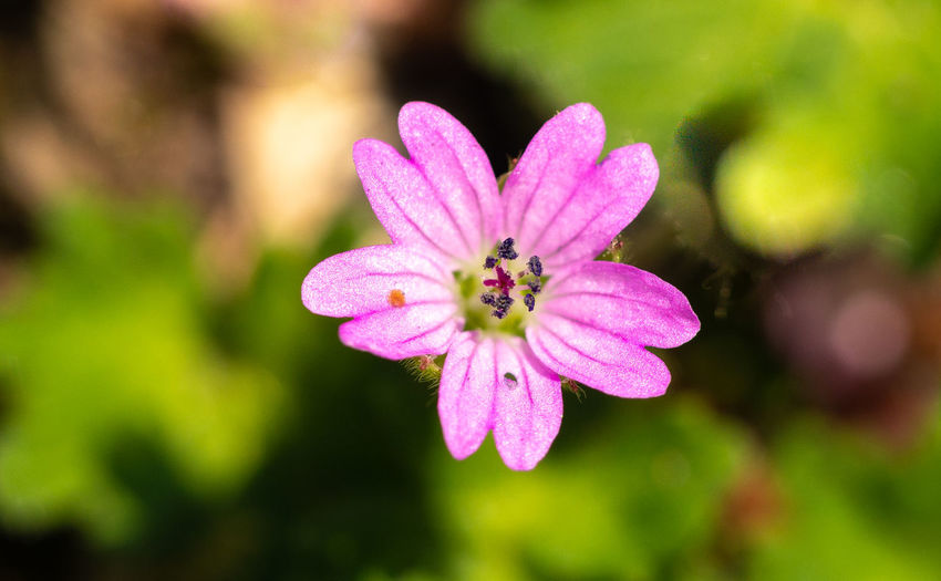 Close-up of honey bee on pink flowering plant