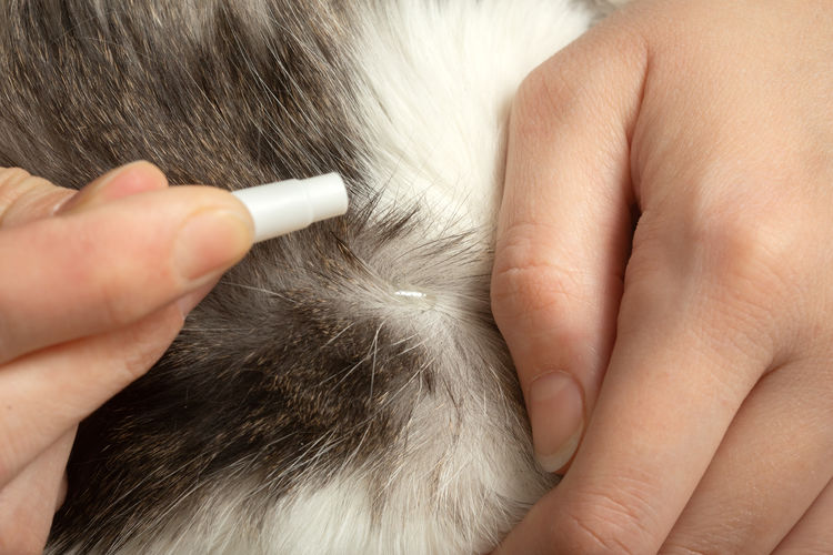 Female hands drip a medicine against fleas and worms on a cat fur closeup view