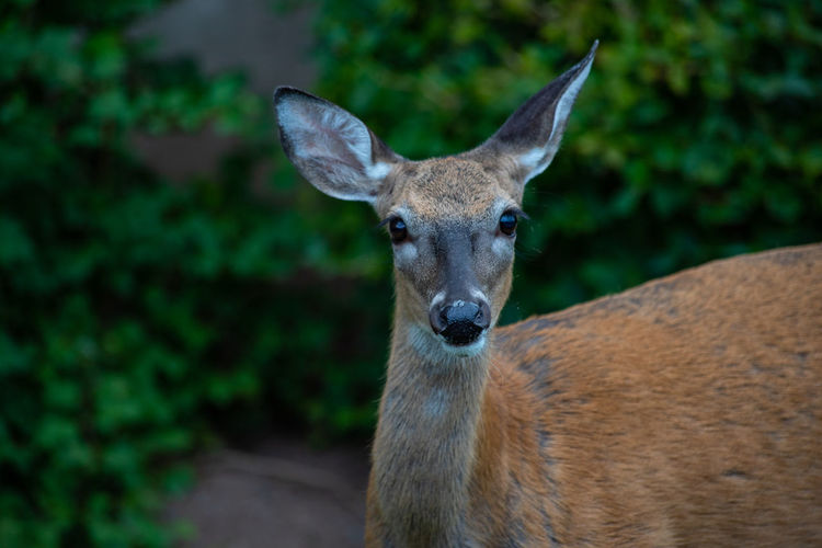Close up of deer