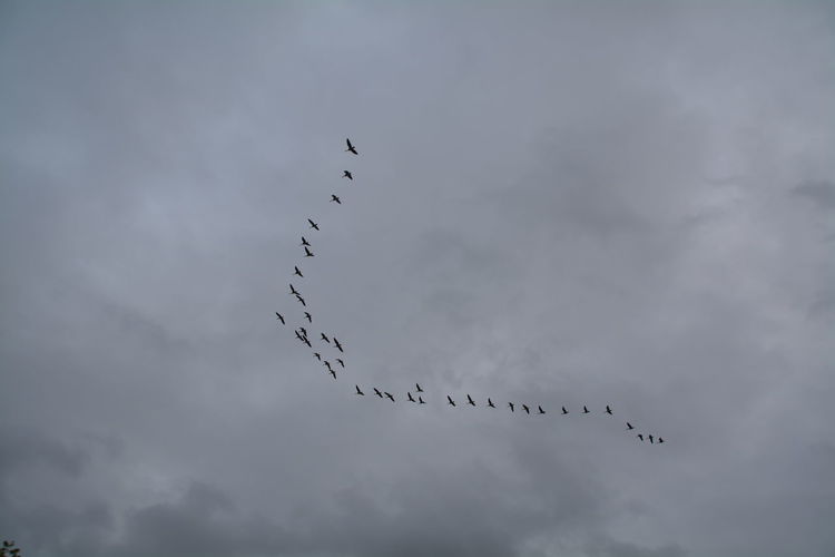 Low angle view of silhouette birds flying in cloudy sky