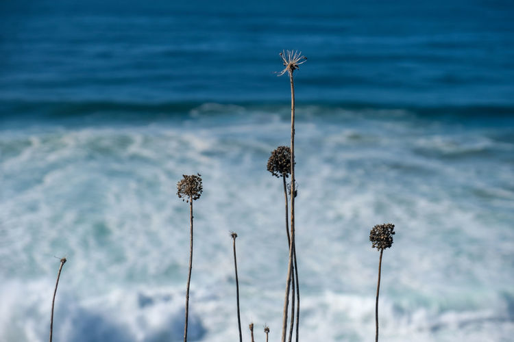 Close-up of wilted plant against sea
