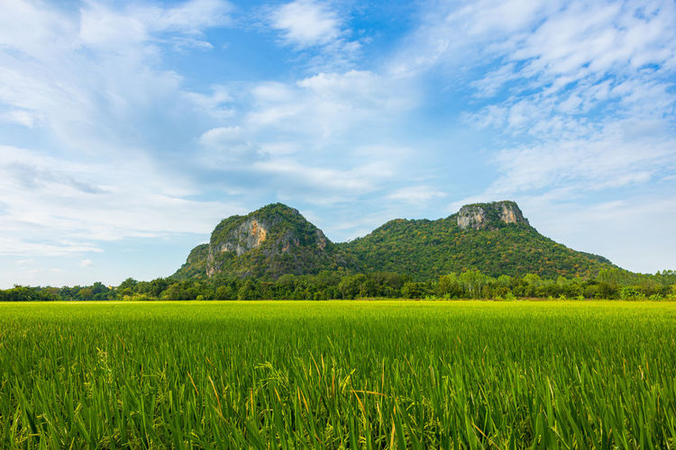 landscape
