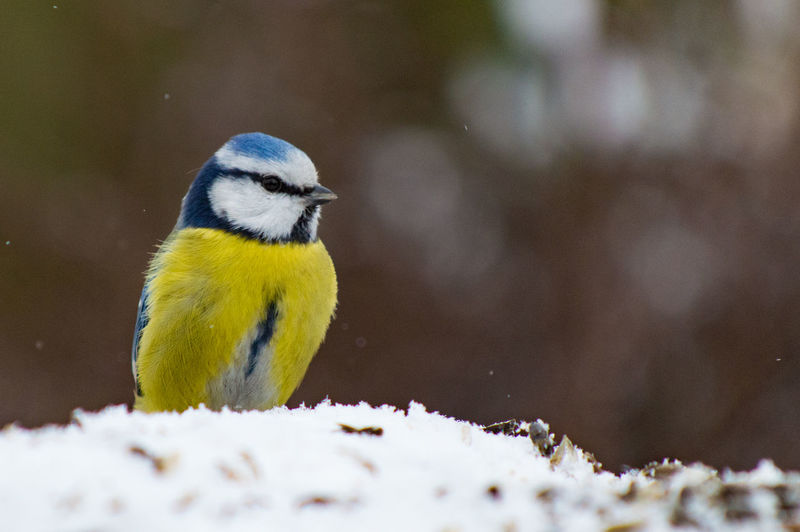Close-up of bird perching on snow covered ground