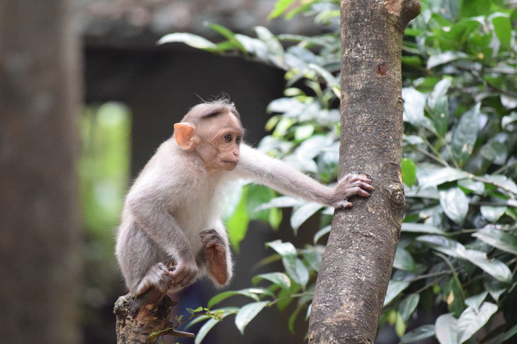 Close-up of monkey on tree branch
