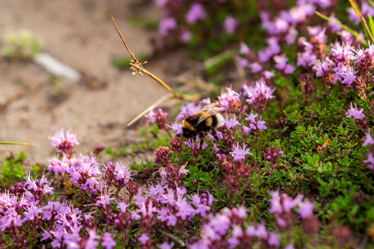 Close-up of bee pollinating on pink flower