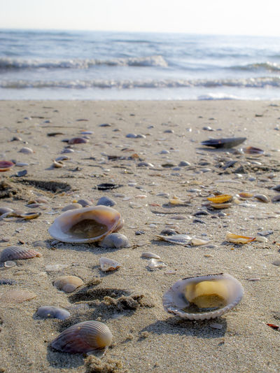View of shells on beach against sky