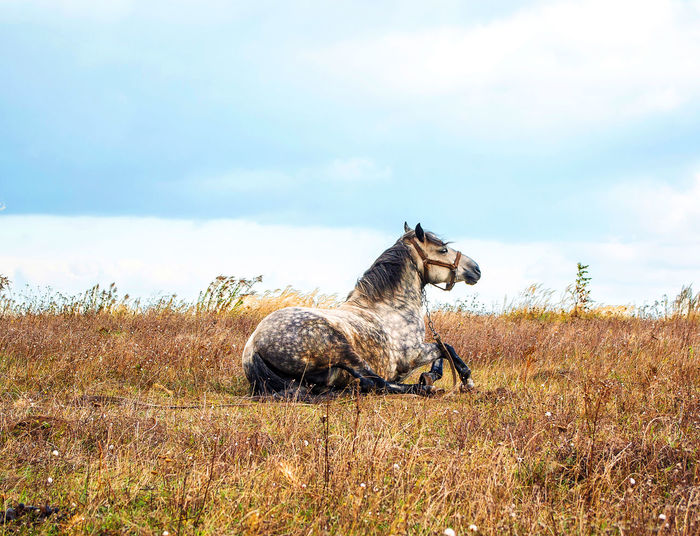 Gray horse lies on an autumn field among dry grass
