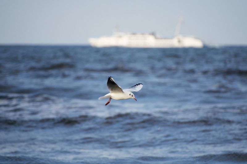 Seagull flying over sea
