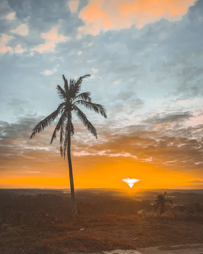 Scenic view of palm trees on field against sky at sunset
