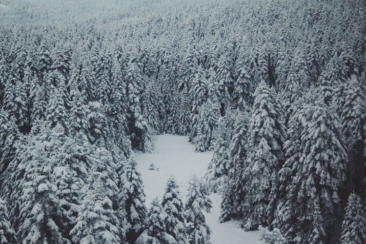 Pine trees on snow covered land