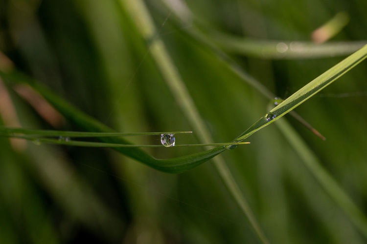 Close-up of insect on grass