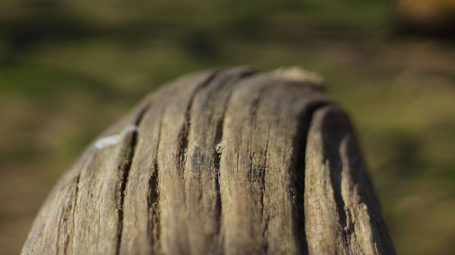 Close-up of tree trunk on field in forest