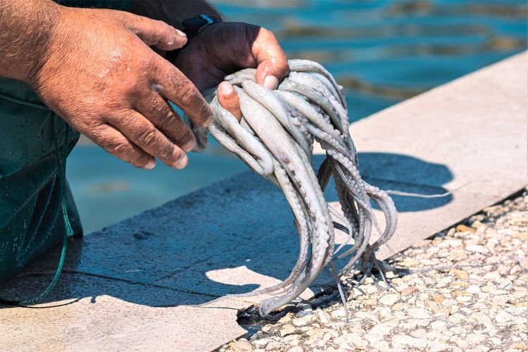 Fisherman slamming and softening with hand raw fresh octopus on the pier of the port of bari, puglia