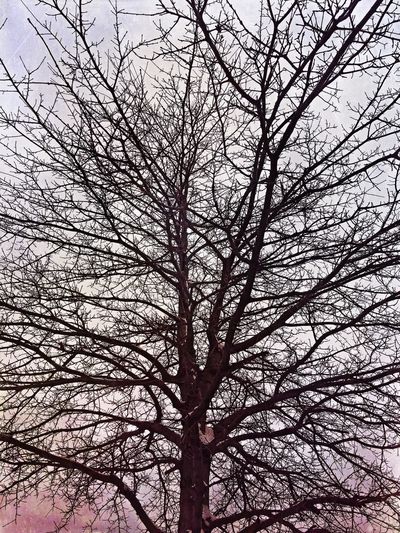 Low angle view of bare trees against sky