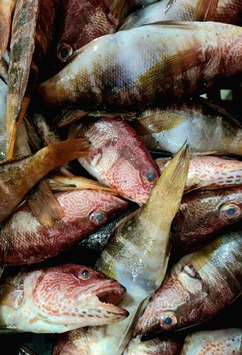 seafood