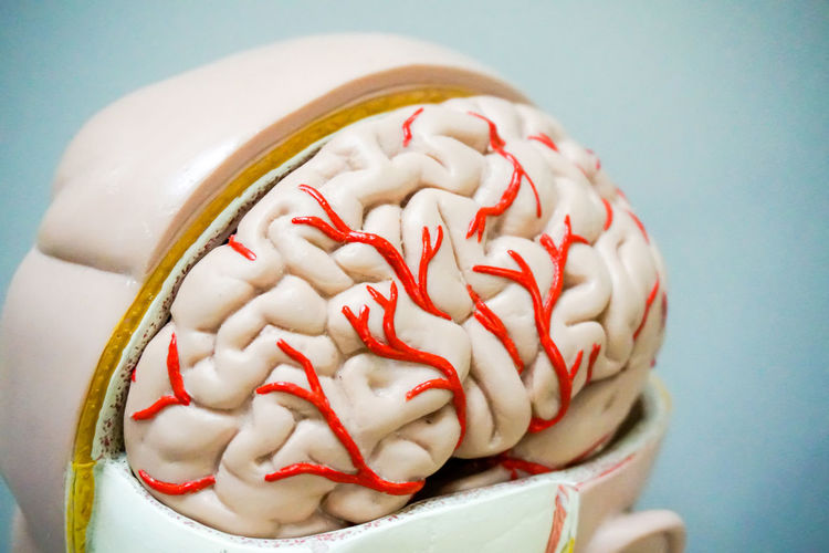 Close-up of anatomical model of human brain against blue background
