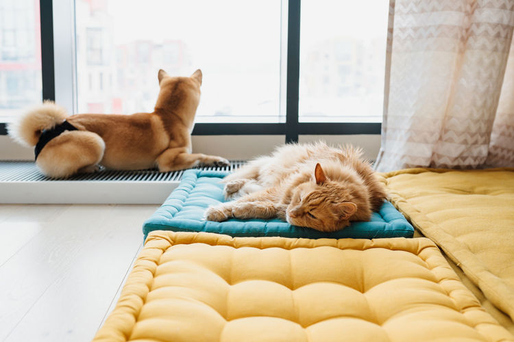 Domestic cat and dog lying near the window in home gym. light and airy 