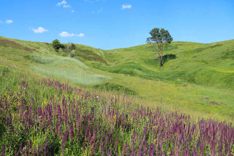 Scenic view of flowering plants on land against sky