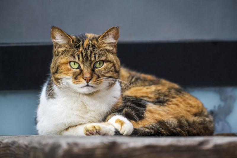 Close-up of cat