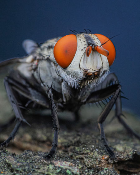 Close-up of flesh fly
