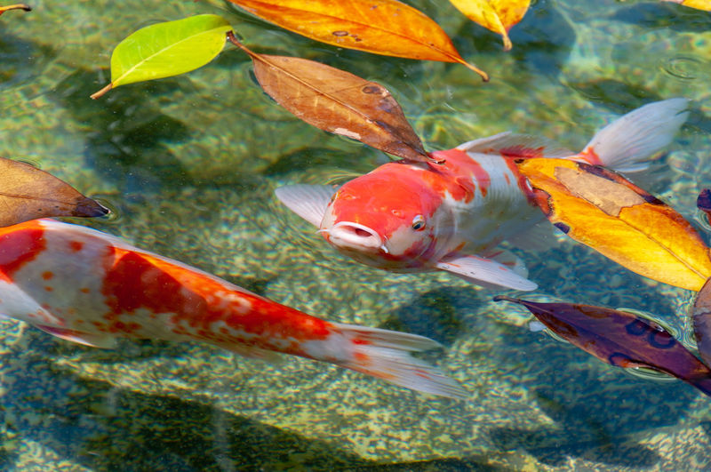 Close-up of koi fish in sea