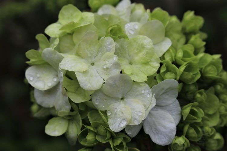 Close-up of wet hydrangea flowers