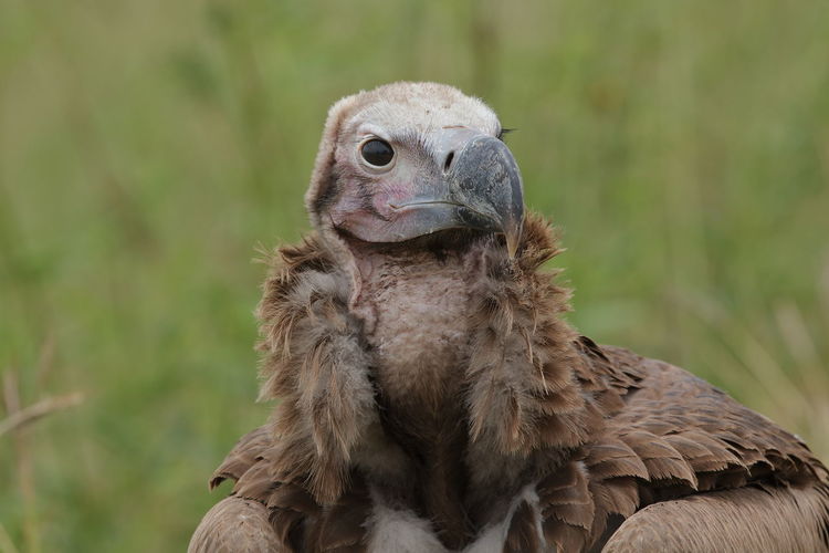 A lappet-faced vulture up close